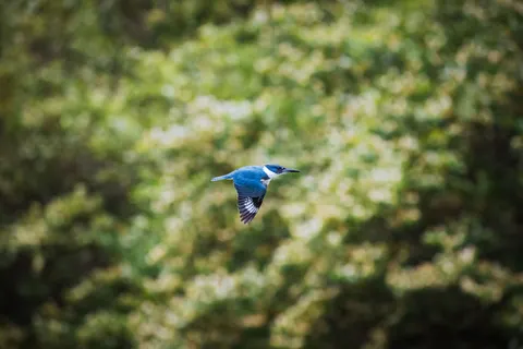 Kingfisher Bird 4K Wallpaper · birds · 3840×2560