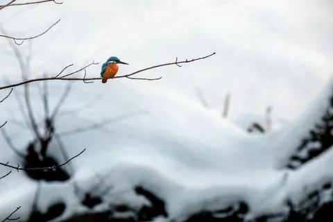 Kingfisher Bird 4K Wallpaper · birds · 3840×2560