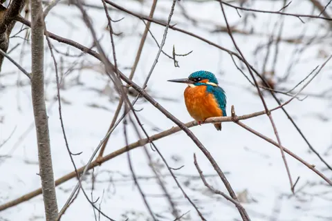 Kingfisher Bird 4K Wallpaper · birds · 3840×2560
