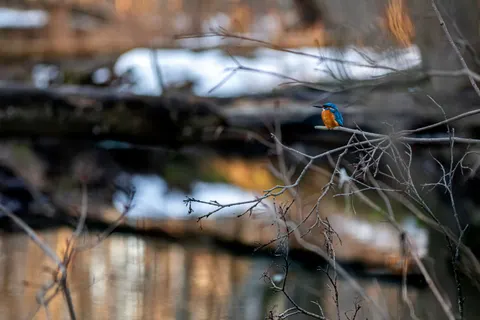 Kingfisher Bird 4K Wallpaper · birds · 3840×2560