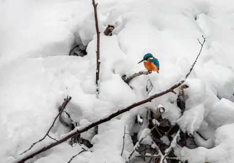 Kingfisher Bird 4K Wallpaper · birds · 3840×2676