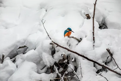 Kingfisher Bird 4K Wallpaper · birds · 3840×2560