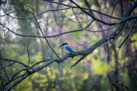 Kingfisher Bird 4K Wallpaper · birds · 3840×2560
