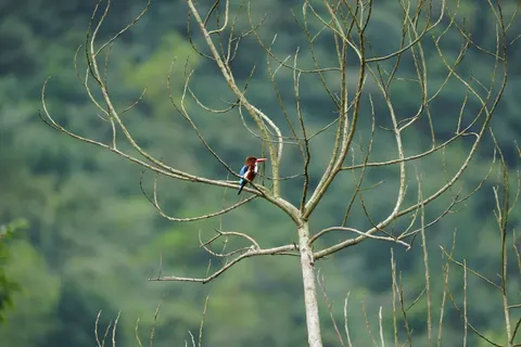 Kingfisher Bird 4K Wallpaper · birds · 3840×2560