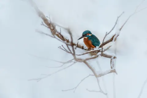 Kingfisher Bird 4K Wallpaper · birds · 3840×2560