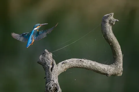 Kingfisher Bird 4K Wallpaper · birds · 3840×2560
