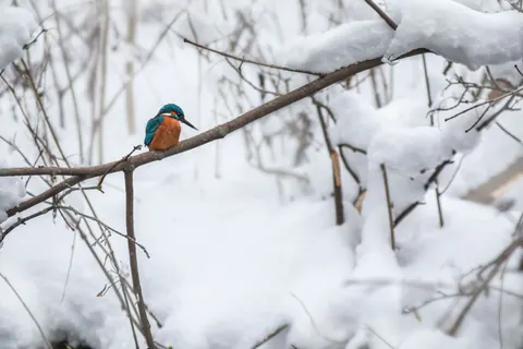 Kingfisher Bird 4K Wallpaper · birds · 3840×2560