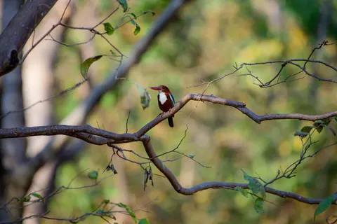 Kingfisher Bird 4K Wallpaper · birds · 3840×2560