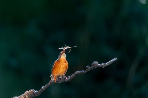 Kingfisher Bird 4K Wallpaper · birds · 3840×2560