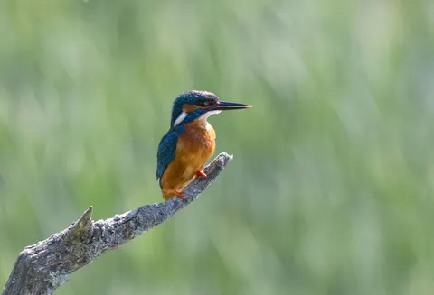 Kingfisher Bird 4K Wallpaper · birds · 3840×2618