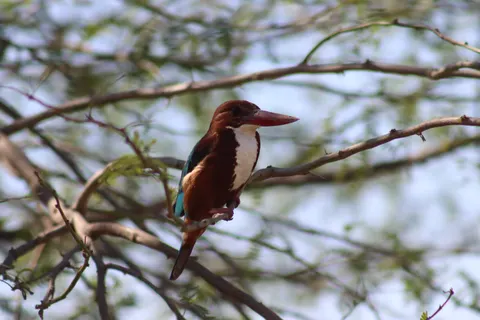 Kingfisher Bird 4K Wallpaper · birds · 3840×2560