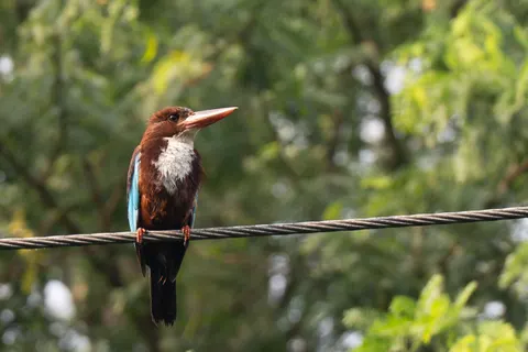 Kingfisher Bird 4K Wallpaper · birds · 3840×2560