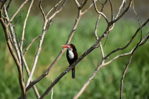 Kingfisher Bird 4K Wallpaper · birds · 3840×2560