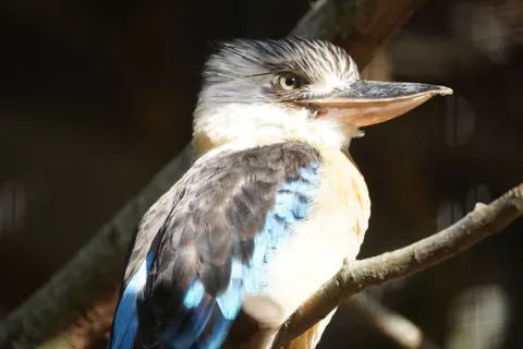 Kingfisher Bird 4K Wallpaper · birds · 3840×2560