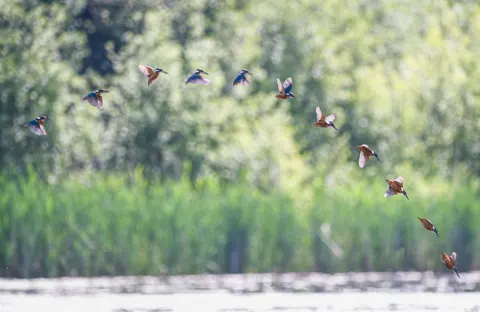 Kingfisher Bird 4K Wallpaper · birds · 3840×2496