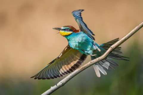 Kingfisher Bird 4K Wallpaper · birds · 3840×2560