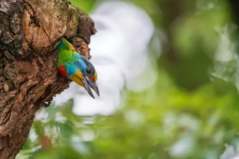 Kingfisher Bird 4K Wallpaper · birds · 3840×2560