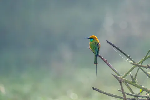 Kingfisher Bird 4K Wallpaper · birds · 3840×2560
