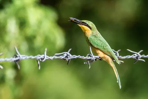 Kingfisher Bird 4K Wallpaper · birds · 3840×2560