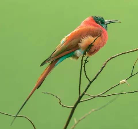 Kingfisher Bird 4K Wallpaper · birds · 3840×3586