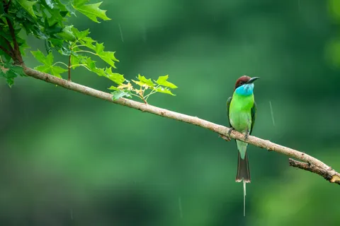 Kingfisher Bird 4K Wallpaper · birds · 3840×2561