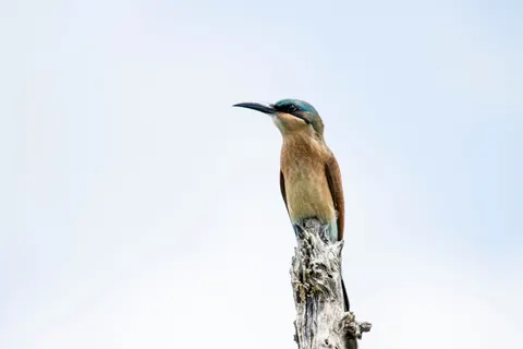 Kingfisher Bird 4K Wallpaper · birds · 3840×2560