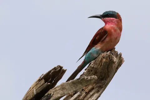 Kingfisher Bird 4K Wallpaper · birds · 3840×2550