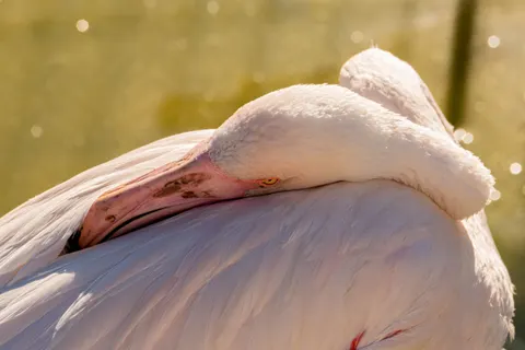 Flamingo Flock 4K Wallpaper · birds · 3840×2560