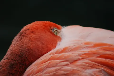 Flamingo Flock 4K Wallpaper · birds · 3840×2560
