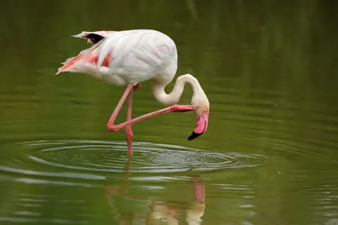 Flamingo Flock 4K Wallpaper · birds · 3840×2560