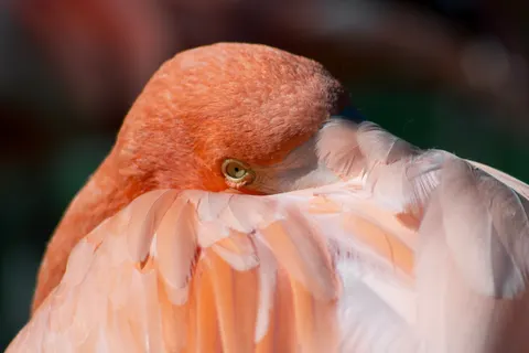 Flamingo Flock 4K Wallpaper · birds · 3840×2560
