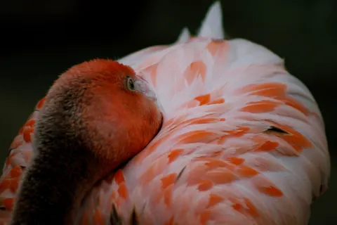 Flamingo Flock 4K Wallpaper · birds · 3840×2560