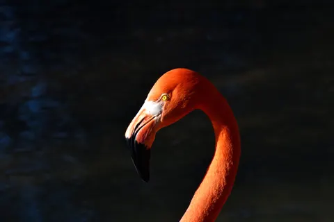 Flamingo Flock 4K Wallpaper · birds · 3840×2560