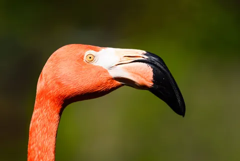 Flamingo Flock 4K Wallpaper · birds · 3840×2572