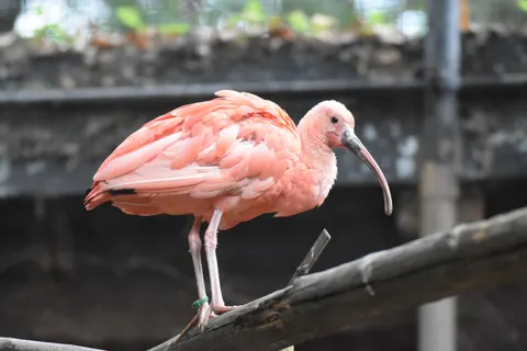 Flamingo Flock 4K Wallpaper · birds · 3840×2560