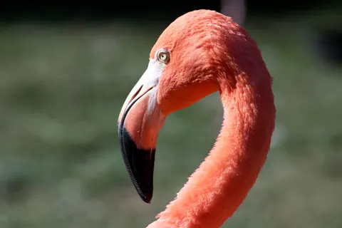 Flamingo Flock 4K Wallpaper · birds · 3840×2560