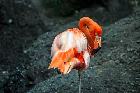 Flamingo Flock 4K Wallpaper · birds · 3840×2563