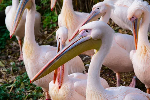 Flamingo Flock 4K Wallpaper · birds · 3840×2558