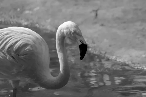 Flamingo Flock 4K Wallpaper · birds · 3840×2560