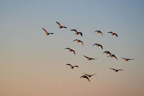 Flamingo Flock 4K Wallpaper · birds · 3840×2560