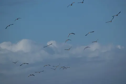 Flamingo Flock 4K Wallpaper · birds · 3840×2560