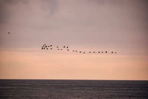 Flamingo Flock 4K Wallpaper · birds · 3840×2560