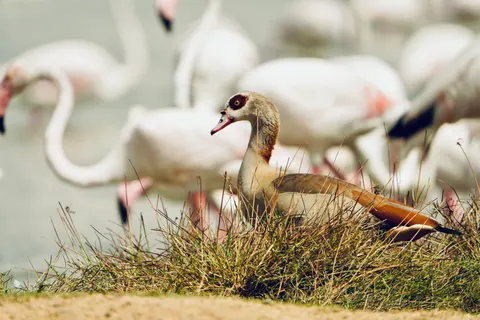 Flamingo Flock 4K Wallpaper · birds · 3840×2560