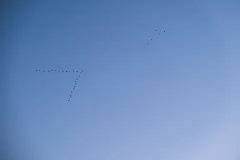 Flamingo Flock 4K Wallpaper · birds · 3840×2560