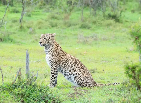 خلفية نمر مرقط بدقة 4K · animals · 3840×2802