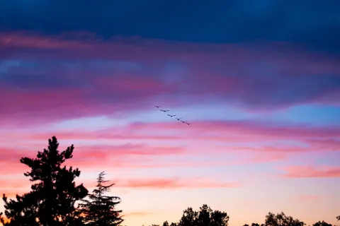 Flamingo Flock 4K Wallpaper · birds · 3840×2560