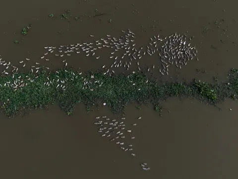 Flamingo Flock 4K Wallpaper · birds · 3840×2880