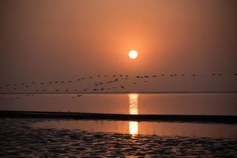 Flamingo Flock 4K Wallpaper · birds · 3840×2563