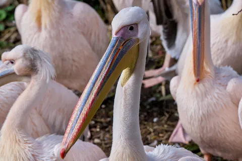 Flamingo Flock 4K Wallpaper · birds · 3840×2558