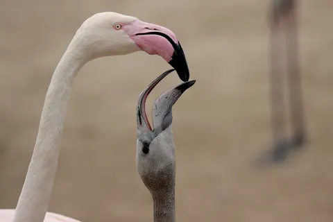 Flamingo Flock 4K Wallpaper · birds · 3840×2560
